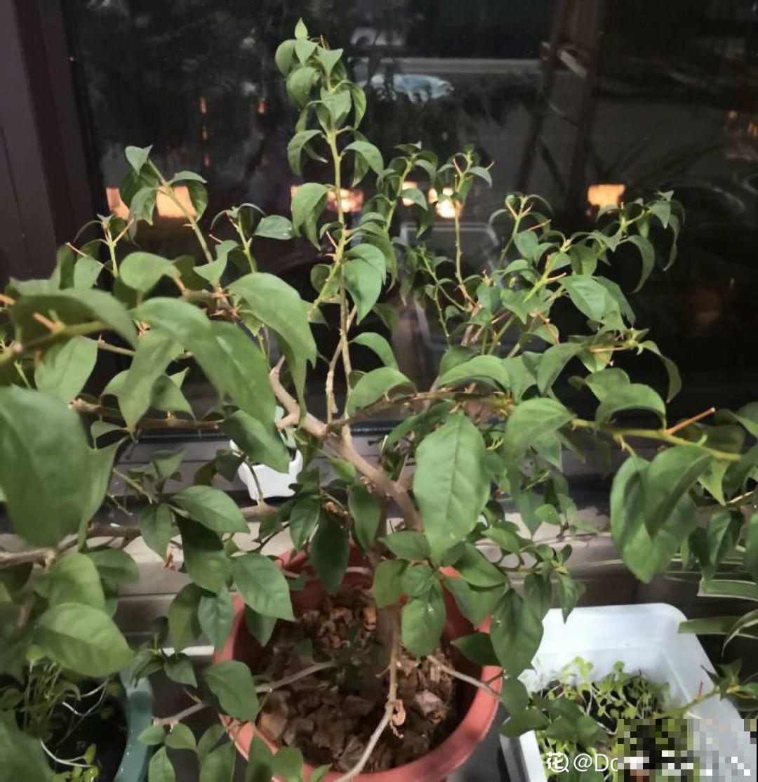 再好养的花也怕冷，放外面一晚上，一不小心变烂草！