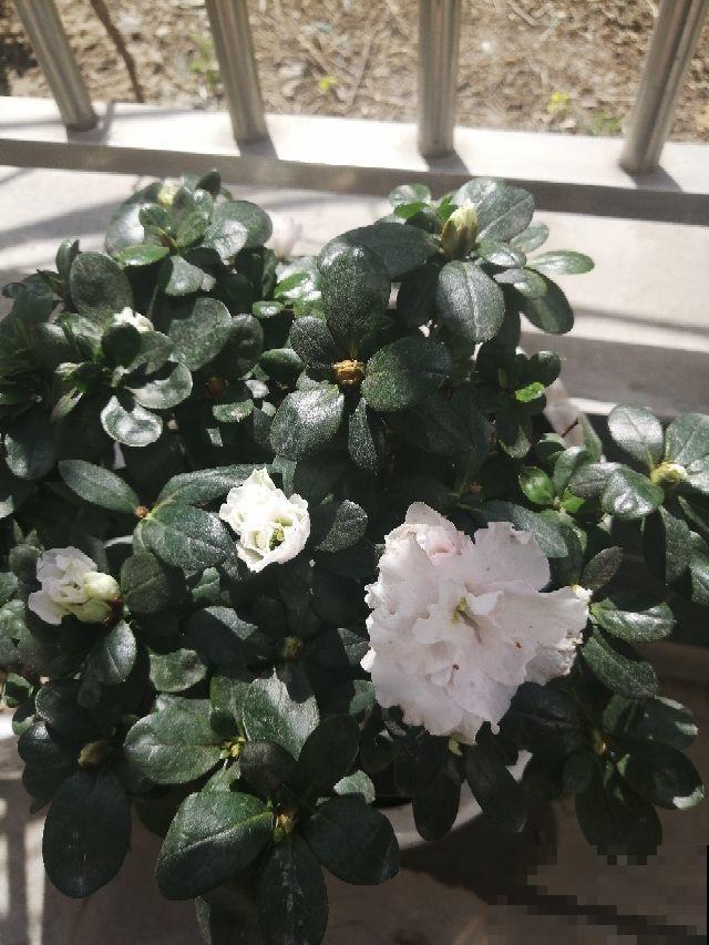 杜鹃花长得太美像玫瑰？做到这几点，花期还能提前