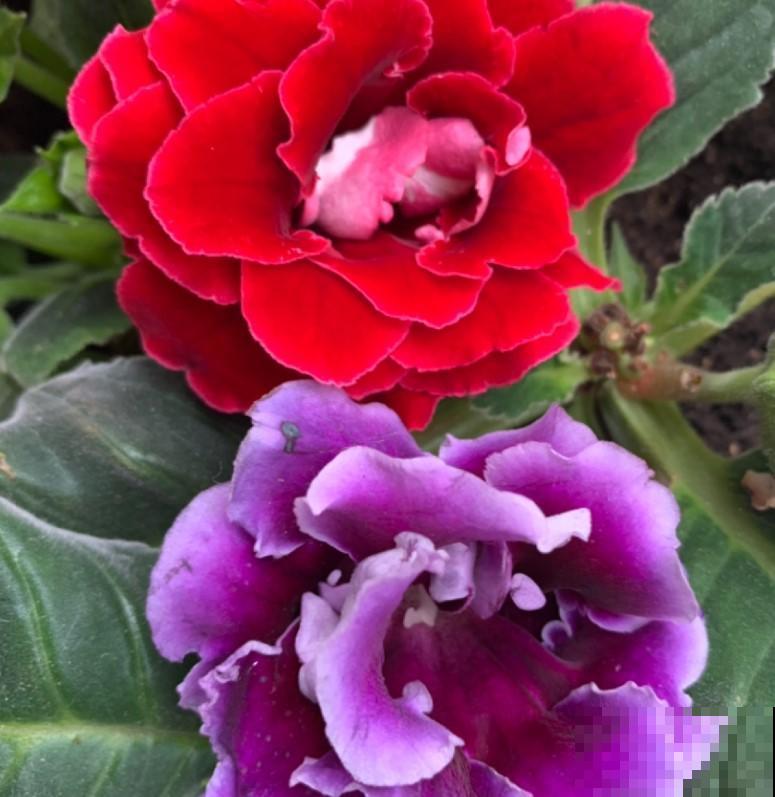 家里的这些花浇水要正确，你是否在家这样浇？难怪花会活不下去！