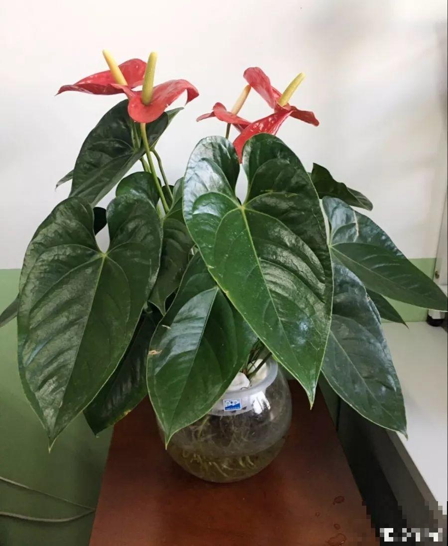 一朵花开了10个月，老妈非说是假花，幸好没拔！