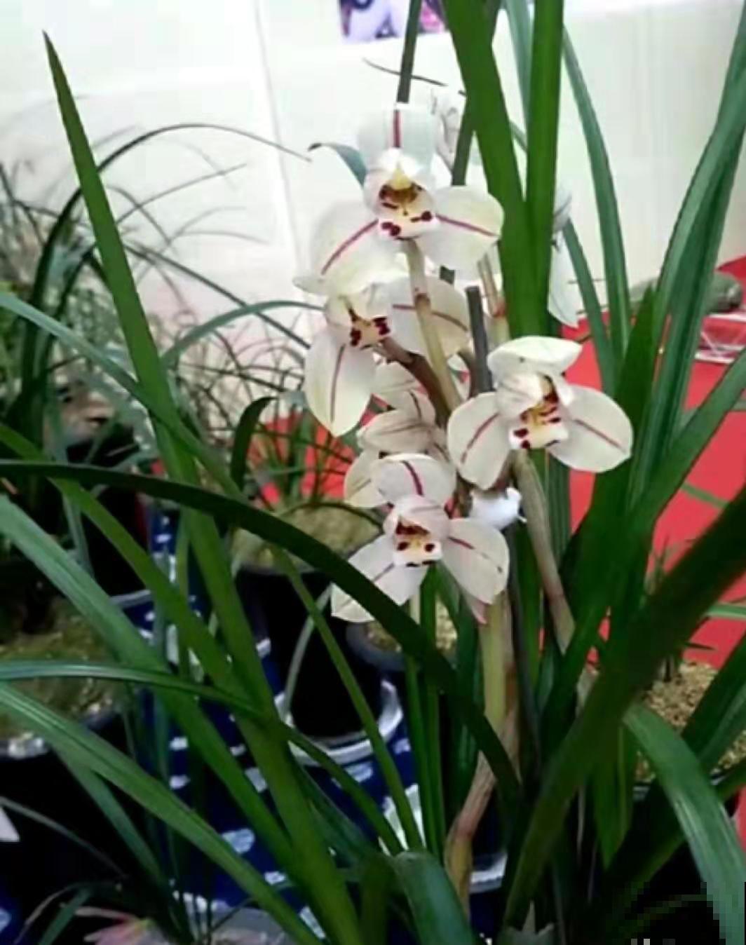 养兰花这么养，学个两三招，想要不开花都难！