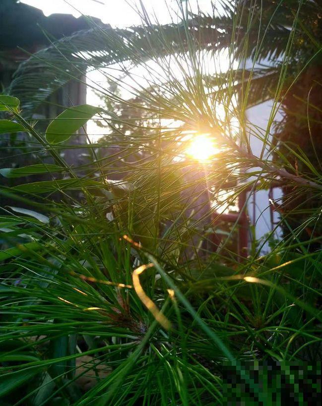 16岁男孩，为重病奶奶建花园，2年种了上百盆花！