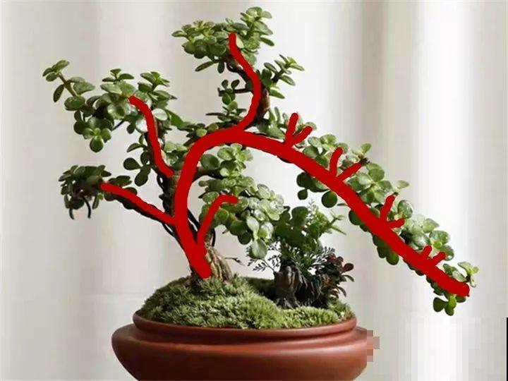 金枝玉叶换换土，比施肥都管用，瘦弱的嫩枝照样养成老桩！