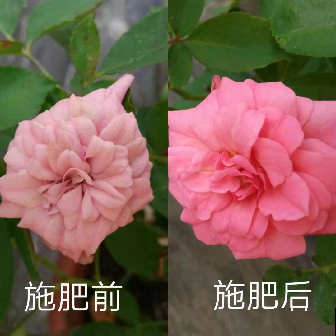 16岁男孩，为重病奶奶建花园，2年种了上百盆花！
