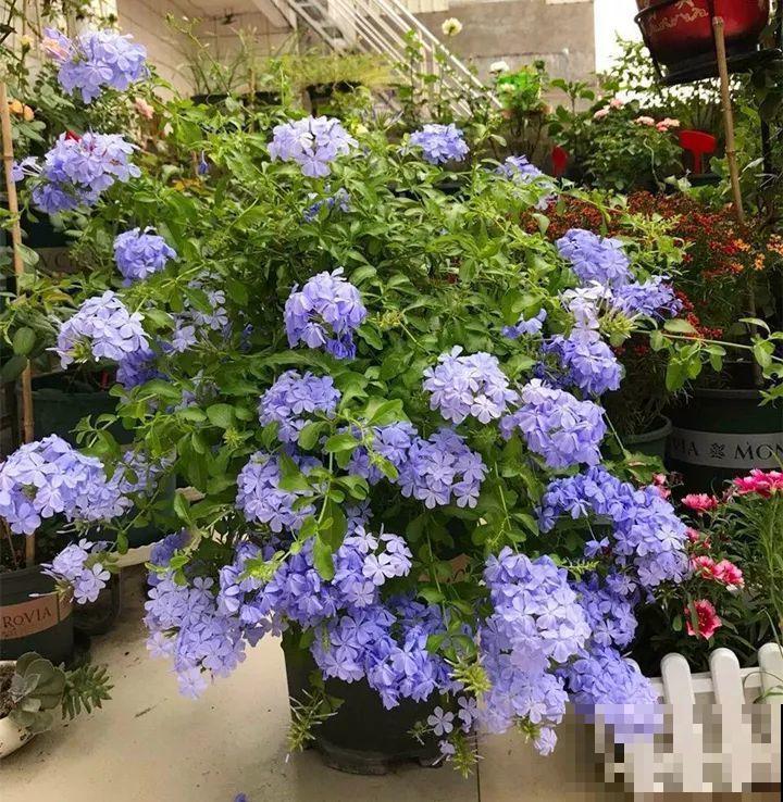 急性子养这6种花，长得快、爆花多，1盆能开大半年！