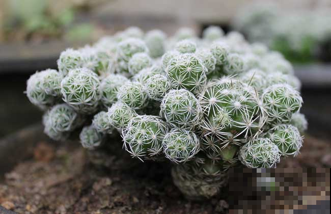 掰个仙人球小侧芽，这样扦插，长得圆又胖！
