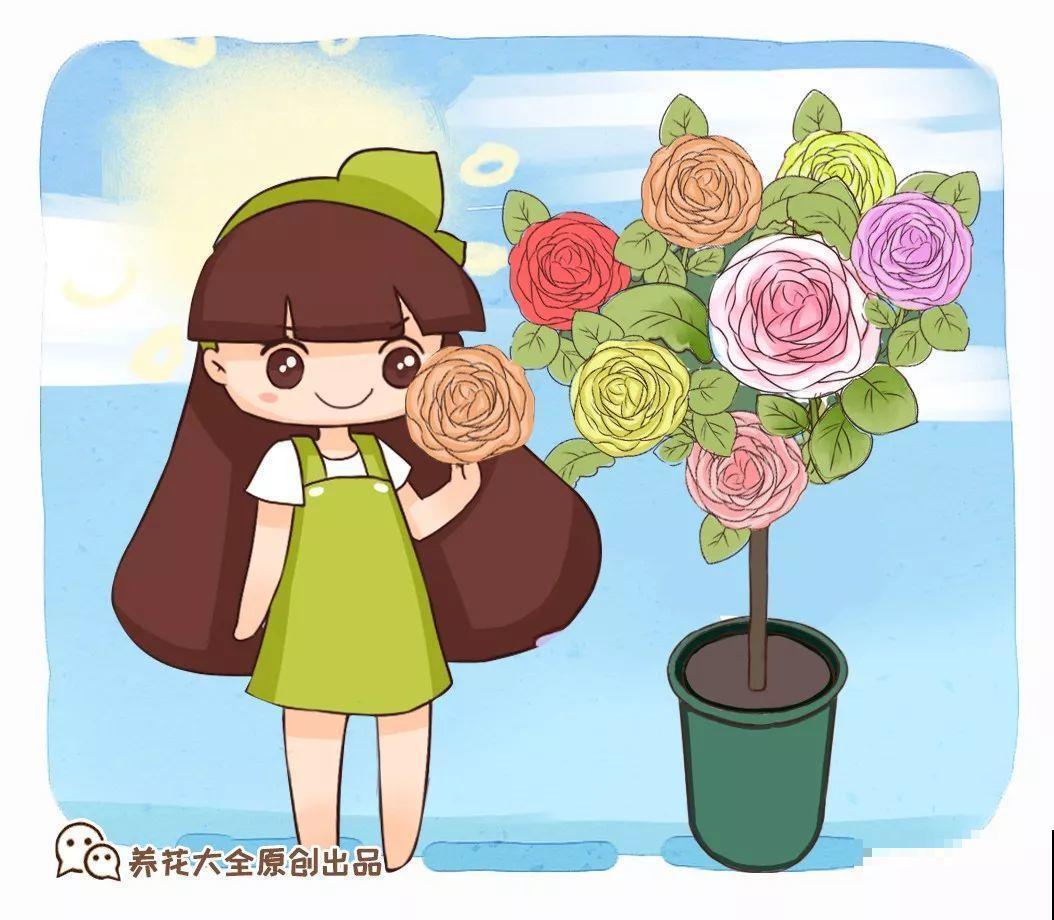 一花一色太单调，养盆五色花，一盆开出花彩虹！