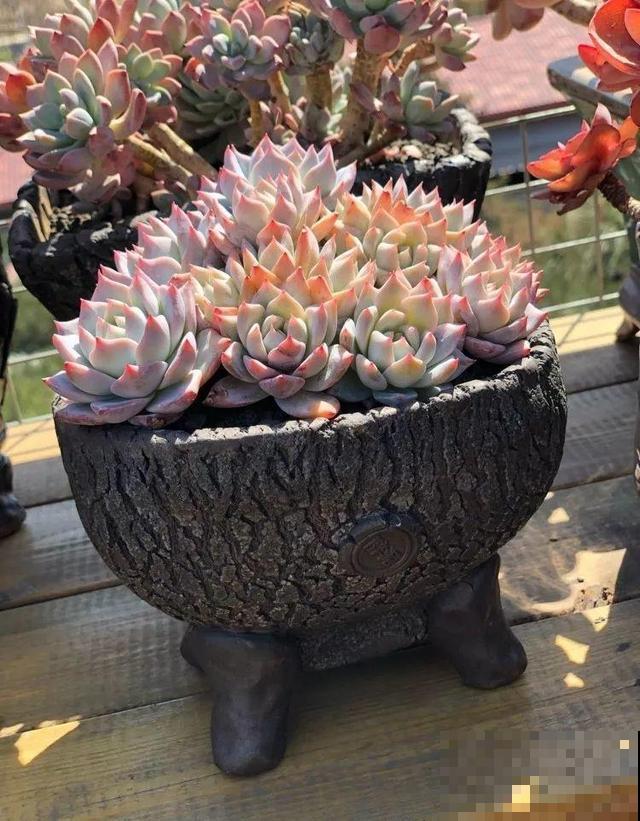 一排排的这种植物，整齐划一地放在阳台上，让人羡慕