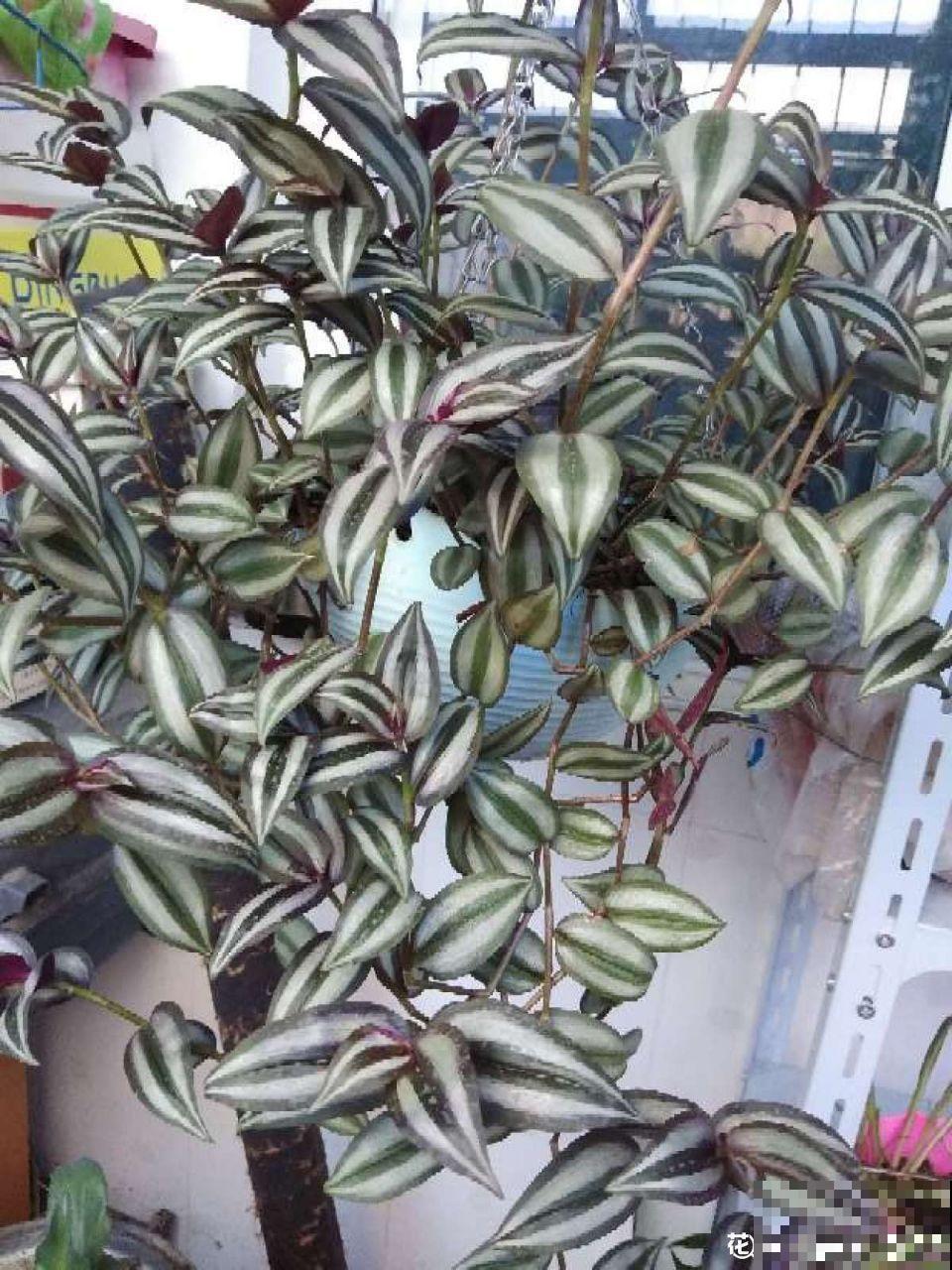 这7种花，耐阴不抗晒，放错位置不用一周叶子就枯了！