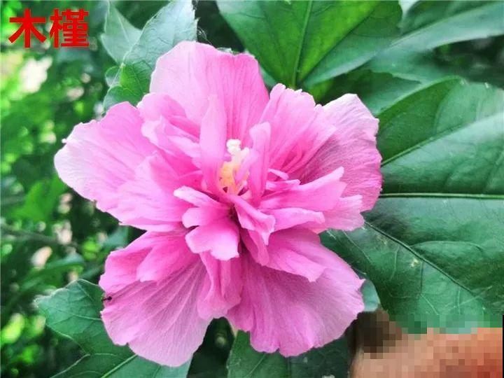 这花一年四季都在开，堪称劳模，可别买到假货！