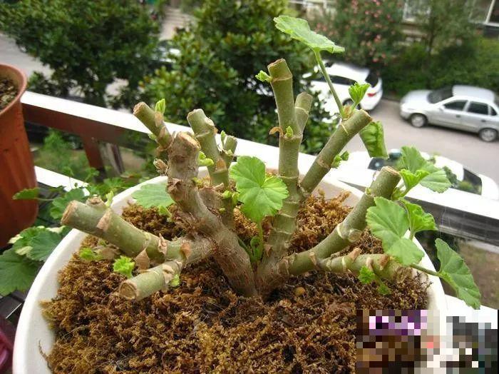 9月给天竺葵剪个短发，过冬前就能窜叶子，明年春天开成大花球！