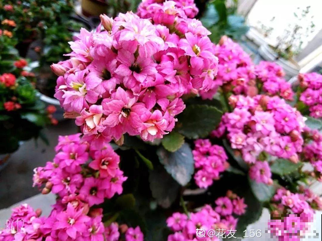 买花容易挑花眼？带本秘籍走，喜欢的花一盆也不落！