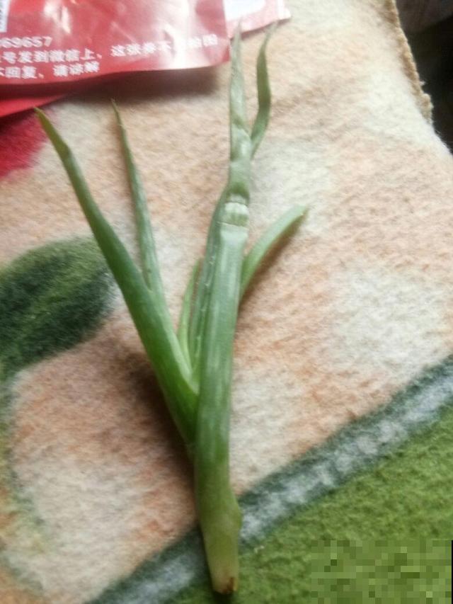 今天给大家介绍几种适合摆放在室内的植物