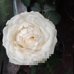 做到这几点，没有治不了的病虫害，开花结果无烦恼！