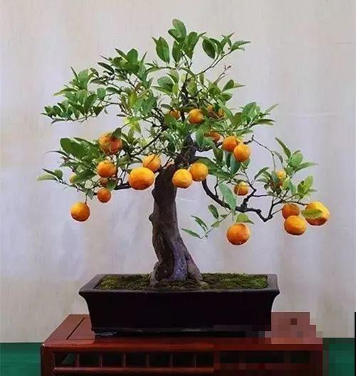 一个碗大的花盆，也能种出苹果树？别说，看着还挺诱人的！