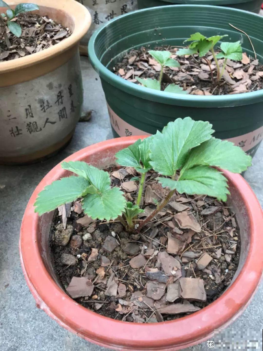 路边捡点它，开水里一烫捂2周，比淘米水肥效果还高！