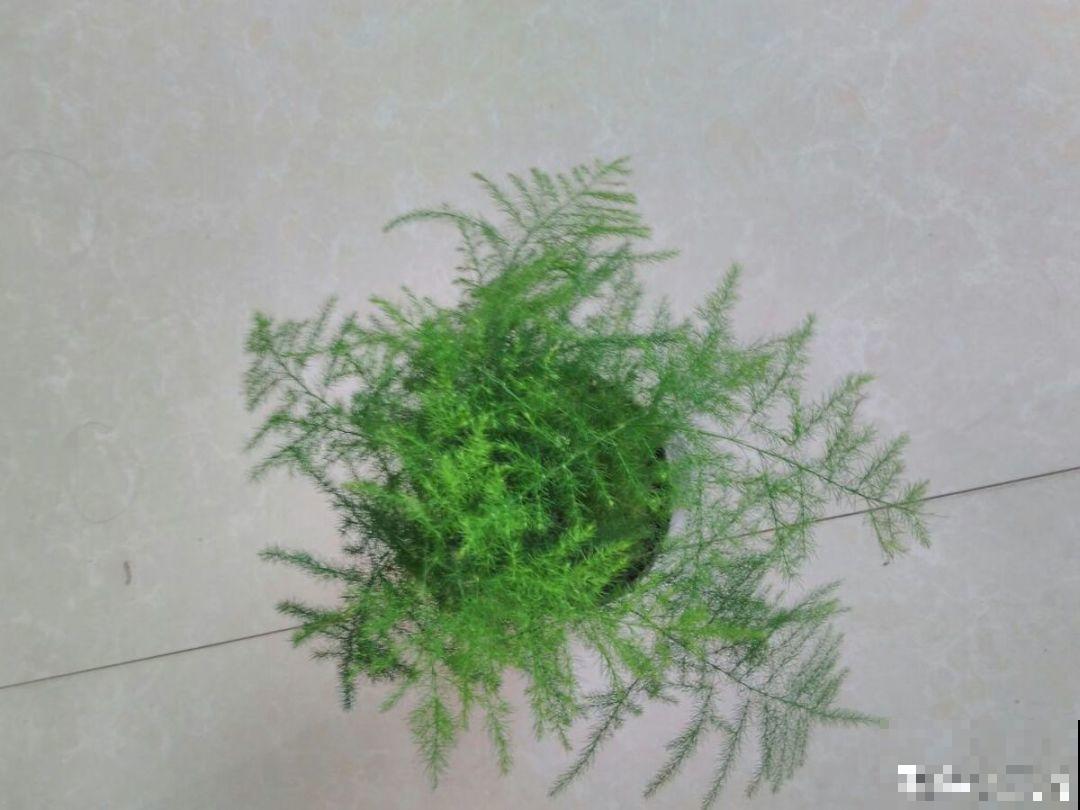 秋季容易“口渴”的花，多喷水少浇水，叶子绿得直滴油！