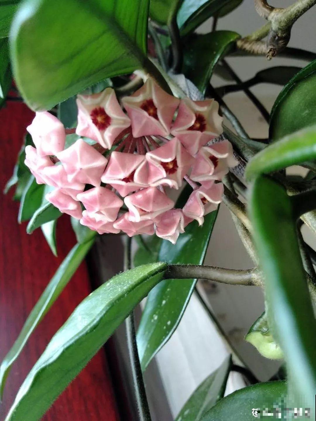 这花一开就成球，耐阴又好养，团团圆圆真喜庆！