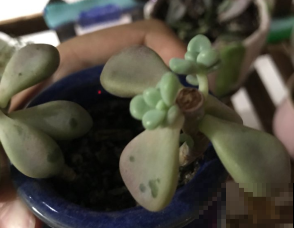 原来砍头有这么多妙处，烂根黄叶别再困扰，拿把菜刀一砍就完事！