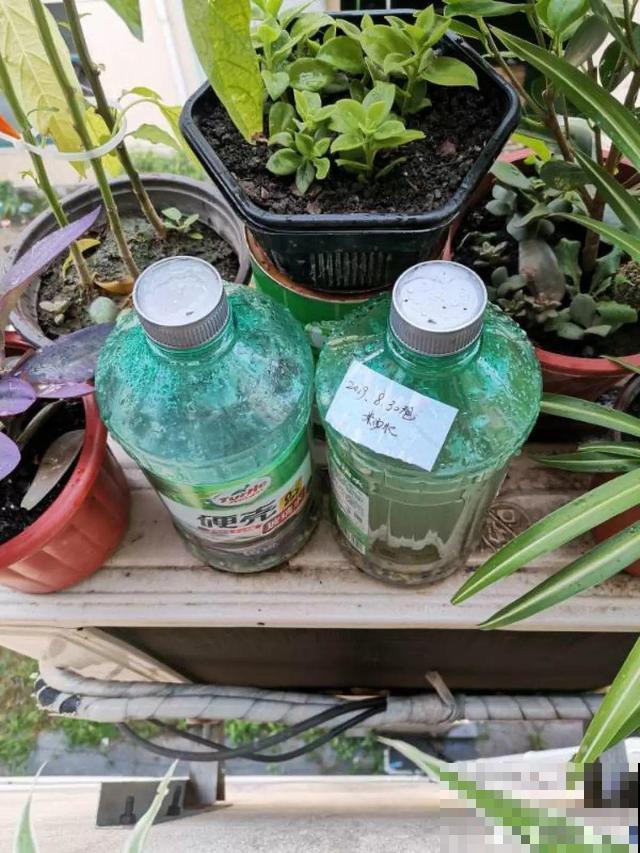 这个时候施肥，跟毒药一样，把花全烧死了
