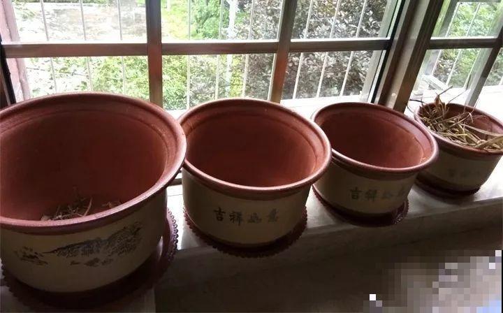 花盆选错了，别指望养好花，再好养的都不行！