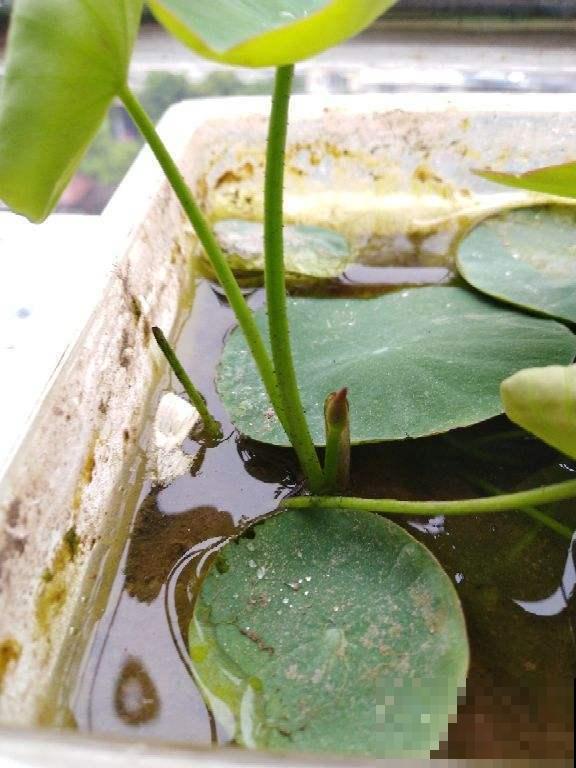 直接把肥料丢到水里？难过碗莲不开花，喜肥不耐肥的植物这样施肥
