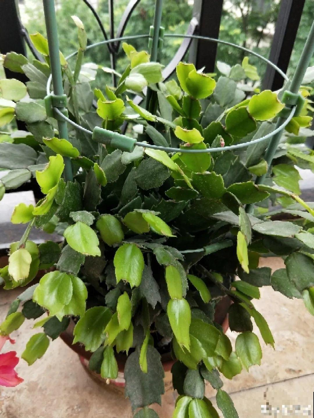 这8种夏天的休眠的花，秋天一醒就长个，满盆窜花苞！