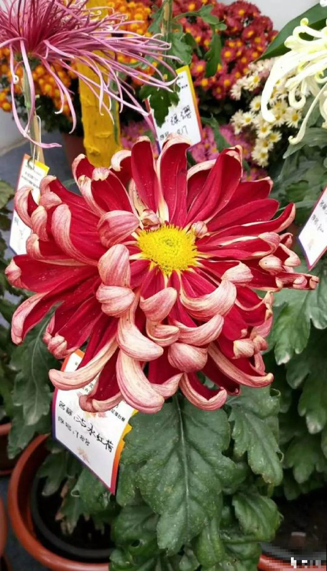 这花一开就成球，耐阴又好养，团团圆圆真喜庆！
