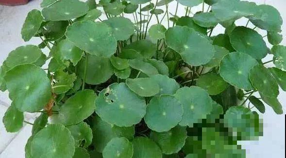 这6种寓意好的花，剪根枝就能活，摆在家里超养眼！