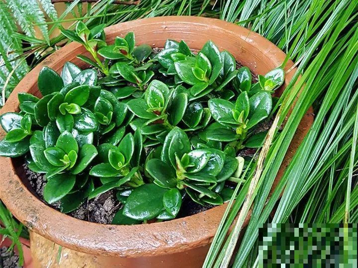 你家的金鱼吊兰是不是养成“菜”？这么养，一年四季都开花！