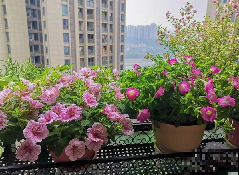 别嫌阳台小，种点花草，感觉真好！