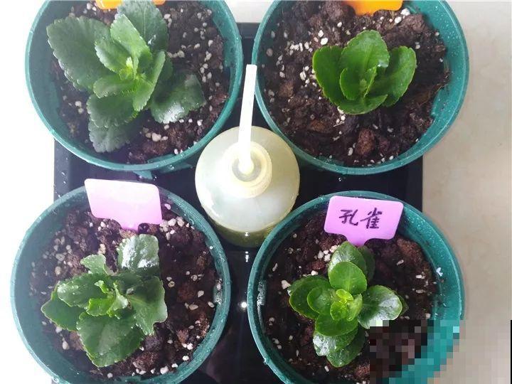 路边挖点沙子，刚好用来扦插长寿花，省钱还好用！