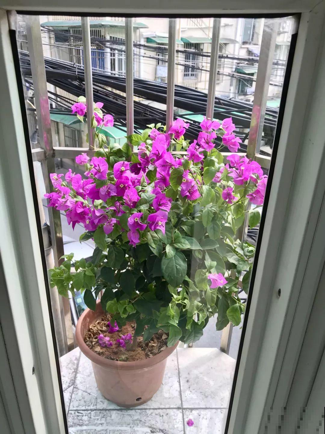 买回来就死翘翘，注意好这一点，开得比花店里还好