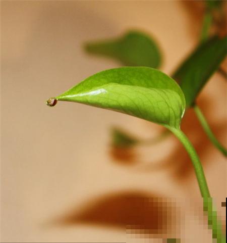 绿萝怎么也会滴水？原来都是这原因闹的，恍然大悟！