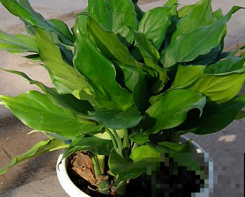 最疯植物就属它，半月从巴掌大猛窜到阳台放不下，只能狠心砍一半