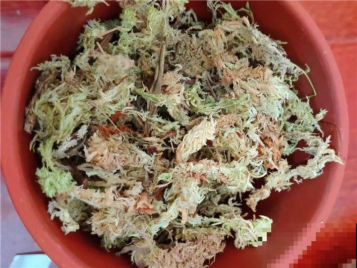 趁着秋天，这2种花赶紧扦插，分分钟变大户！