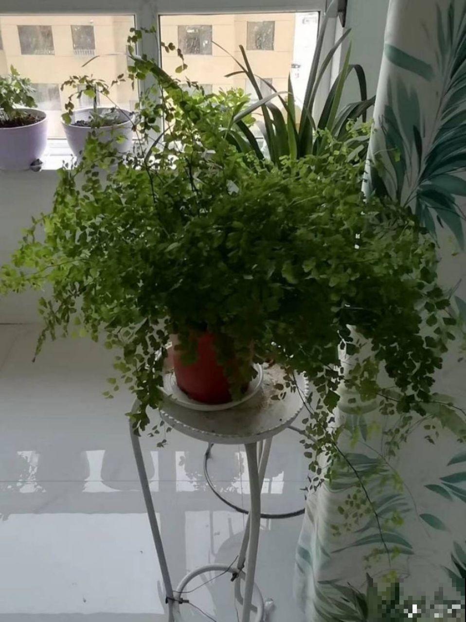 卫生间里养盆它，耐阴好养活，杀菌还能去异味！