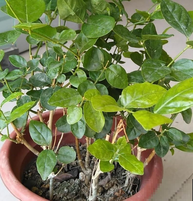 原来这些花爱吃醋，叶子绿，开花快，以后养花不用愁！