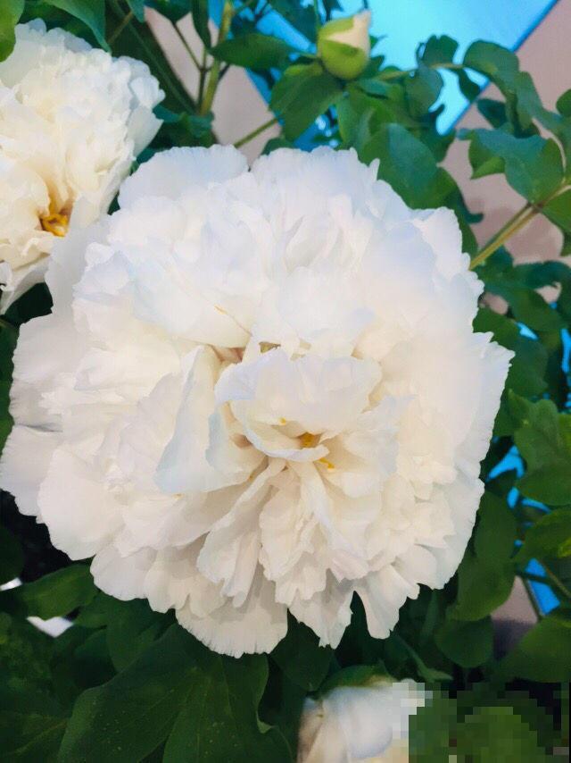 牡丹在秋天什么时候种？移栽对了容易开花，开花爆盆不困难！