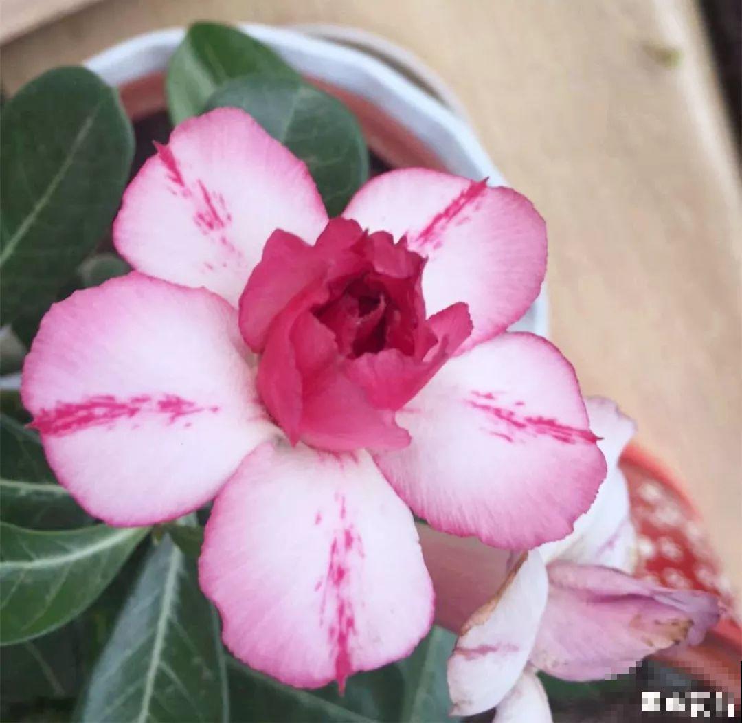 客厅养的耐旱花，30天不浇水，照样精神又气派！