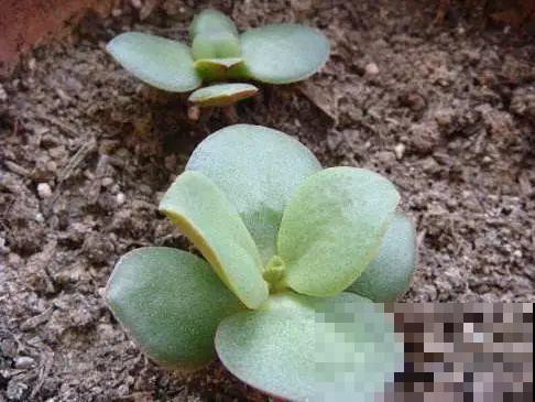 这6种寓意好的花，剪根枝就能活，摆在家里超养眼！