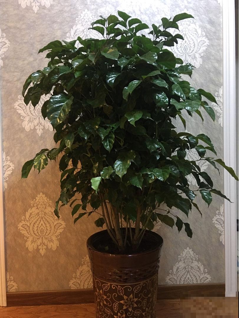这几种花贵气十足，家里养一盆能聚福纳气，看着就舒心！
