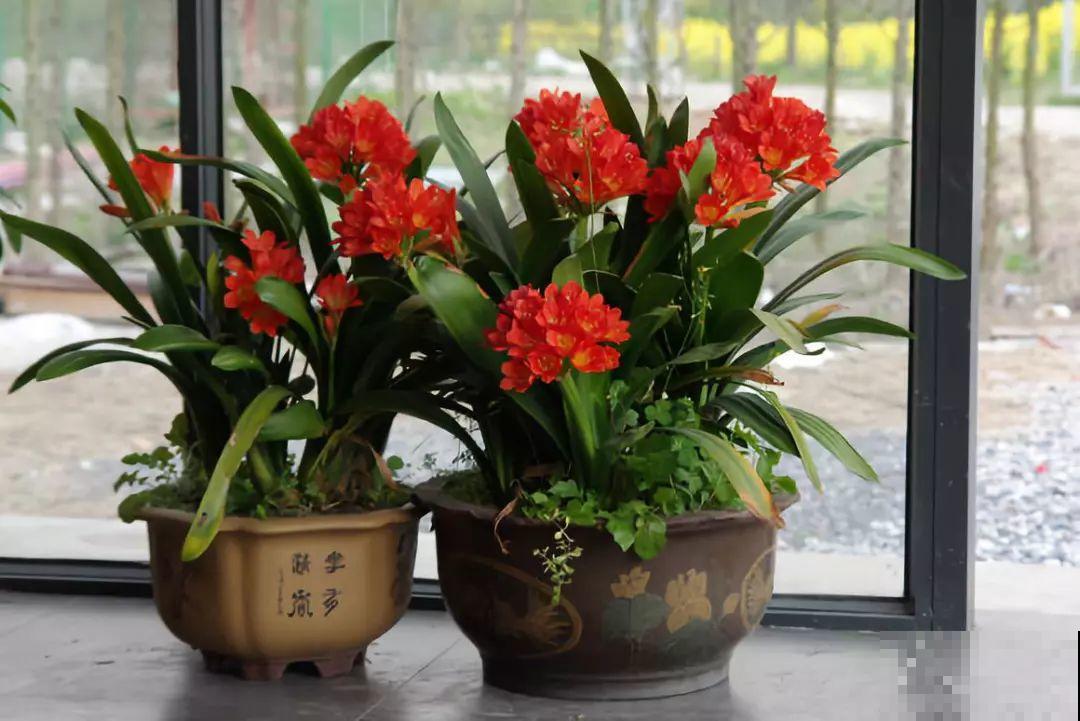 君子兰光长叶不开花？趁着秋天换换土，营养够了才能窜花枝！