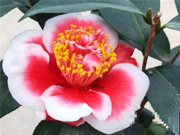 这花就是慢性子，开花都要人催，叶子该掐就得掐！