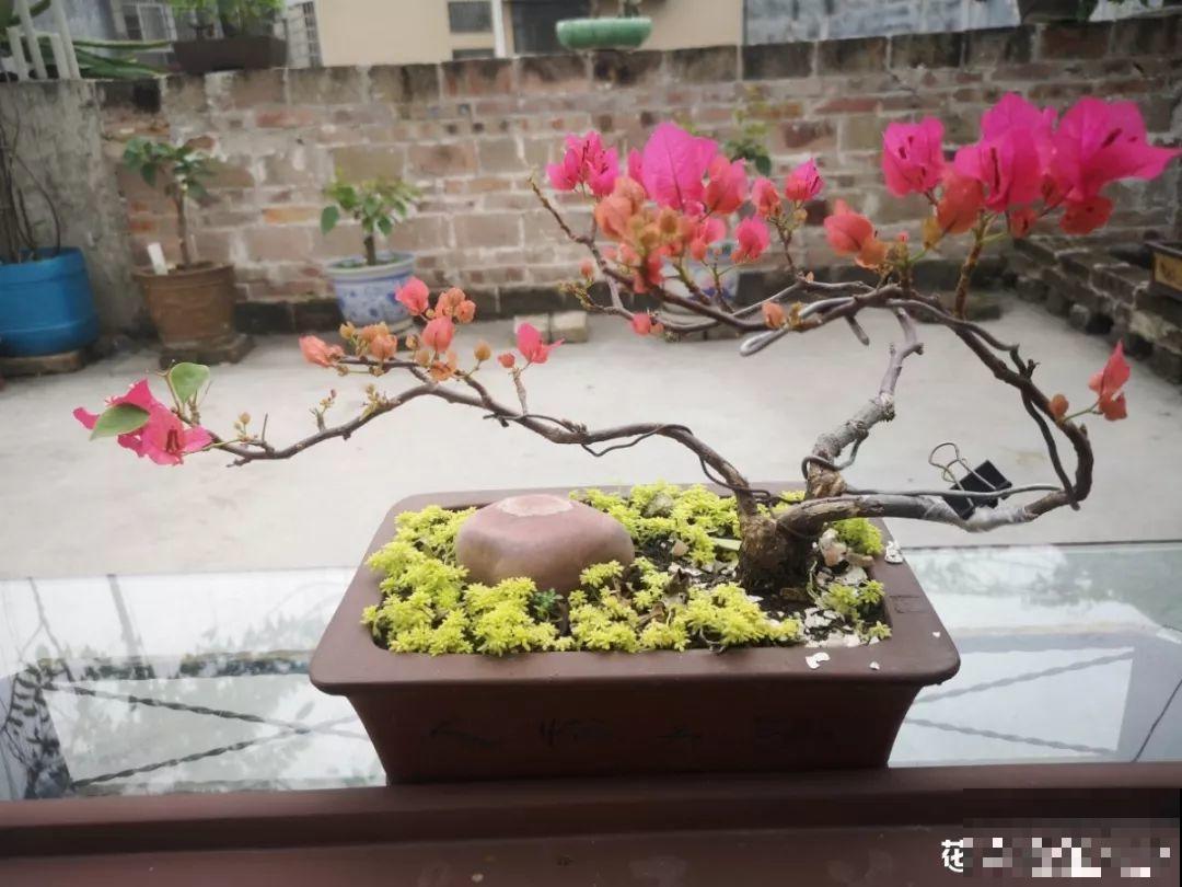 三角梅搞扦插，学会用这神器，1盆变成20盆！
