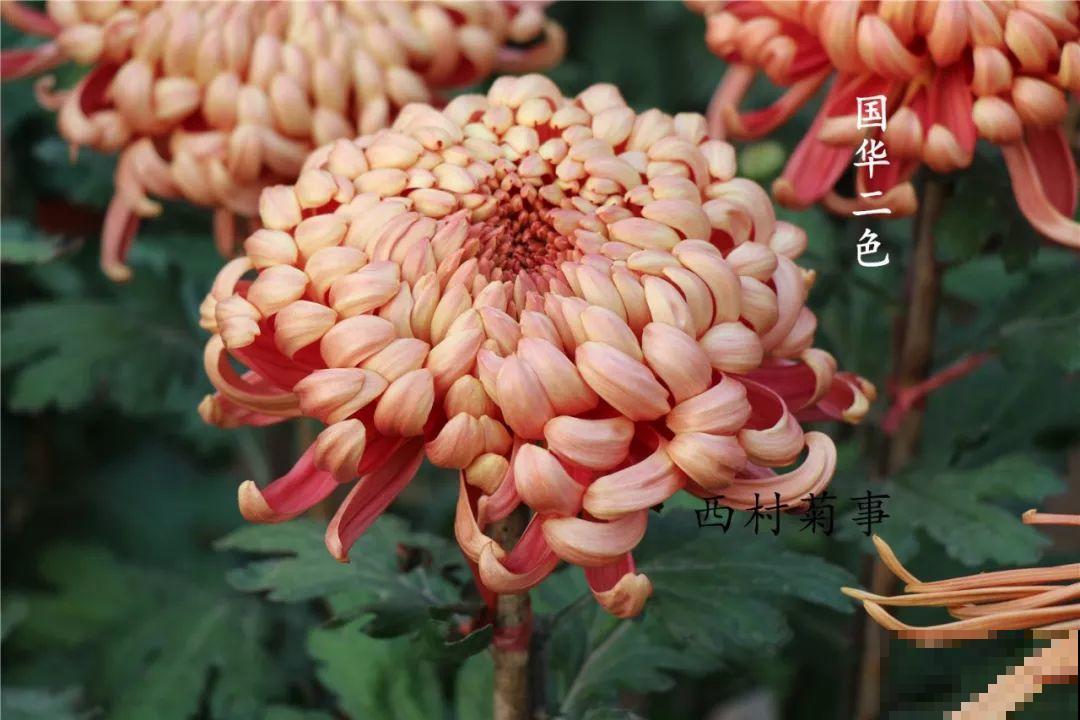 秋天啥花都可以不养，唯独这1种，100盆都不嫌多！