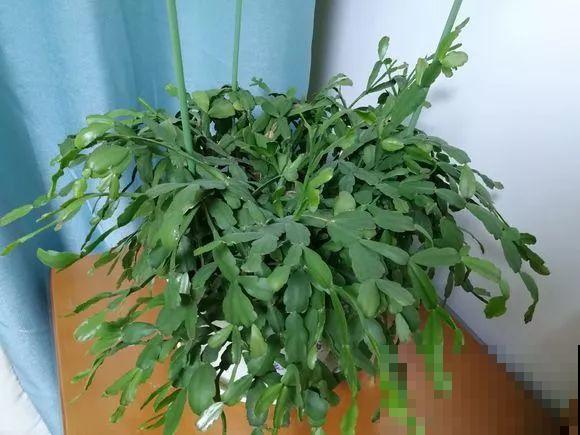 蟹爪兰叶子藏有小机关，打开它，花苞呼呼冒！