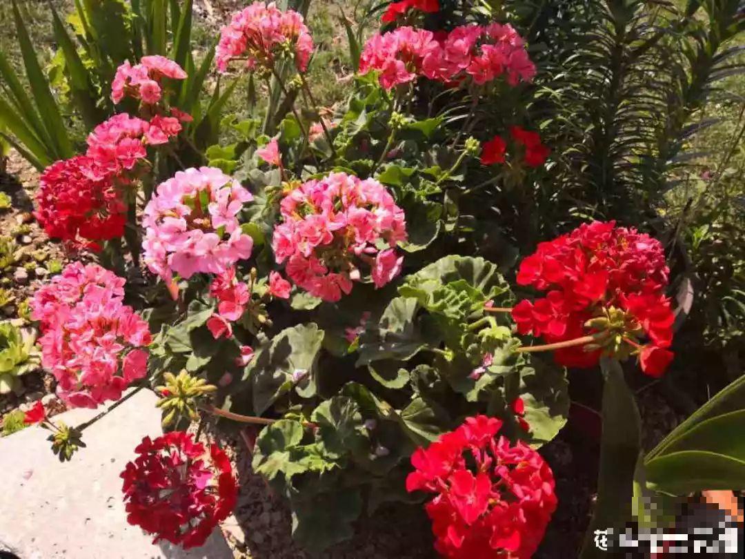 这花真便宜，不用一百块摆满一阳台，花多得看不见叶子！