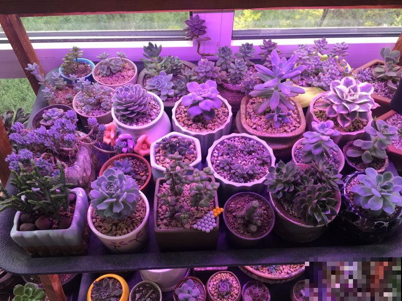 养花老是徒长，用这东西简单一照，几天就回到最佳模样！