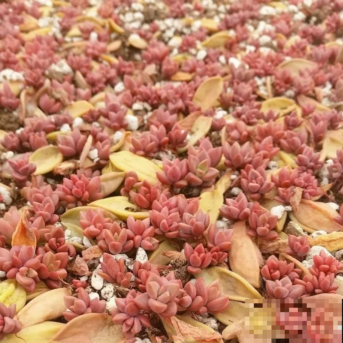 指甲盖大小的多肉你见过吗？自己在家就能养出来，可爱到心颤！
